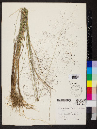 Muhlenbergia capillaris image