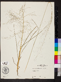 Muhlenbergia capillaris image