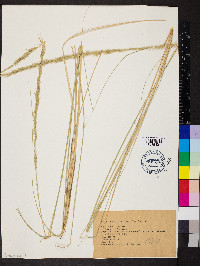 Muhlenbergia palmeri image