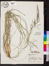 Muhlenbergia emersleyi image