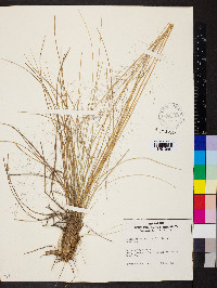 Muhlenbergia expansa image