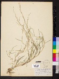 Muhlenbergia schreberi image