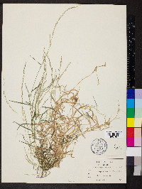 Muhlenbergia schreberi image