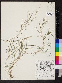 Muhlenbergia schreberi image