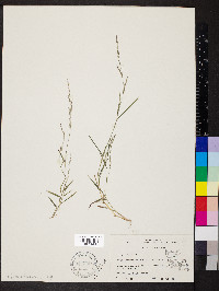 Muhlenbergia schreberi image