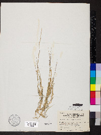 Muhlenbergia schreberi image