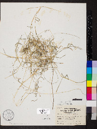 Muhlenbergia schreberi image