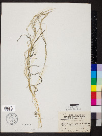 Muhlenbergia schreberi image