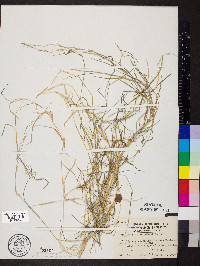 Muhlenbergia schreberi image