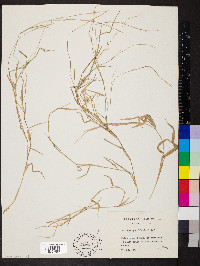 Muhlenbergia schreberi image