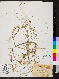 Muhlenbergia schreberi image