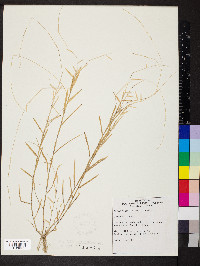 Muhlenbergia schreberi image