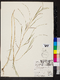 Muhlenbergia sobolifera image