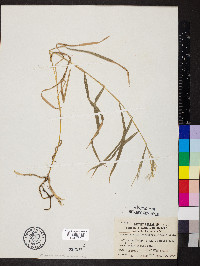 Muhlenbergia sobolifera image