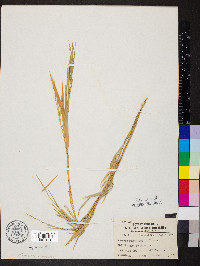 Muhlenbergia sobolifera image