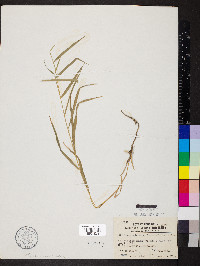 Muhlenbergia sobolifera image