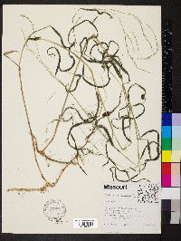 Muhlenbergia sylvatica image