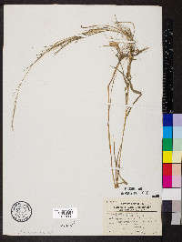 Muhlenbergia sylvatica image