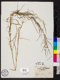 Muhlenbergia sylvatica image