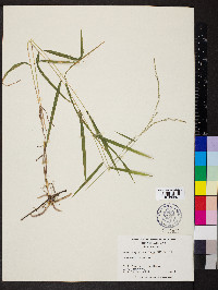 Muhlenbergia tenuiflora image