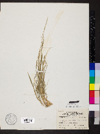 Muhlenbergia tenuiflora image