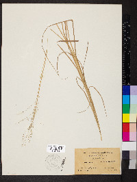 Muhlenbergia torreyana image