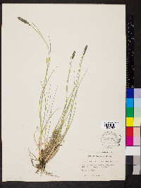 Muhlenbergia wrightii image