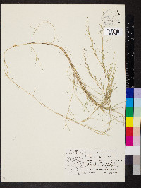 Muhlenbergia utilis image