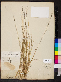 Muhlenbergia torreyana image