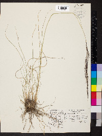 Muhlenbergia rigida image