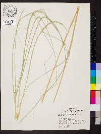 Muhlenbergia rigens image