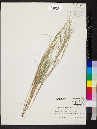 Muhlenbergia racemosa image