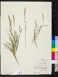 Muhlenbergia racemosa image