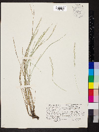 Muhlenbergia polycaulis image