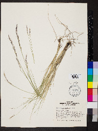 Muhlenbergia pauciflora image