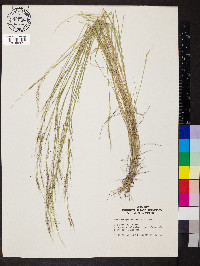 Muhlenbergia spiciformis image