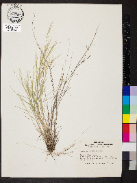 Muhlenbergia tenuifolia image