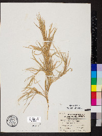 Muhlenbergia mexicana image