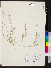 Muhlenbergia microsperma image