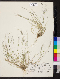 Muhlenbergia microsperma image