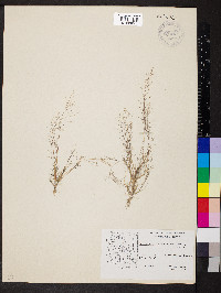 Muhlenbergia minutissima image