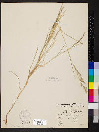 Muhlenbergia mexicana image