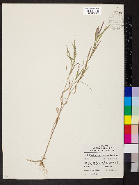 Muhlenbergia mexicana image