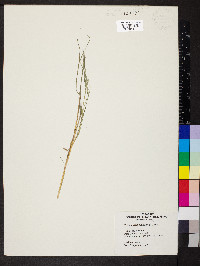 Muhlenbergia mexicana image