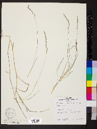 Muhlenbergia mexicana image