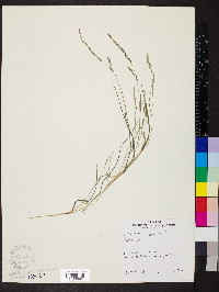 Muhlenbergia mexicana image