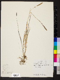 Muhlenbergia glomerata image