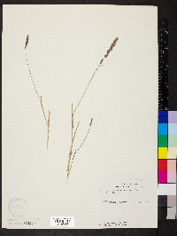 Muhlenbergia glomerata image