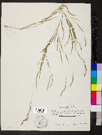 Muhlenbergia mexicana image