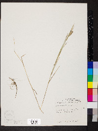 Muhlenbergia mexicana image